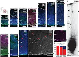 Spatiotemporal Expansion Of Primary Progenitor Zones In The