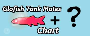 A Guide Chart To Choosing Glofish Tank Mates Aquanswers