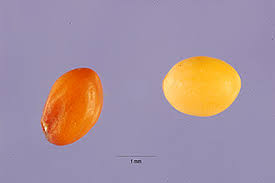 Image result for Trifolium squarrosum