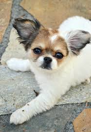 Shih Tzu Chihuahua Mix Shihtzu Chihuahua Chi Tzu Chitzu Chihuahua Chihuahua Mix Shih Tzu