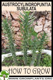Image result for Austrocylindropuntia