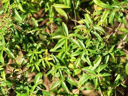 Two types of cells constitute the nervous system— neurons and neuroglia. Lemon Verbena Plant Care Growing Guide