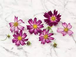 Annual Sumptuous Well Behaved Dwarf Cosmos Barely 2 Feet Tall Combined With A Dramatic Bicolor Sunburst Appearance Flower Seeds Heirloom Seeds Flower Farm