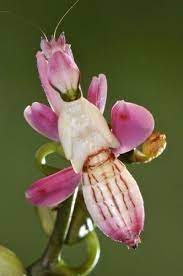 Orchid Mantis Http Www Roanokemyhomesweethome Com Orchid Mantis Orchids Insects