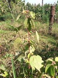 Image result for Tragia brevipes