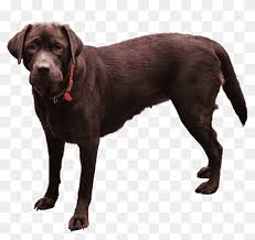 We're happy to answer any questions you may have about bernese mountain dog. Standing Adult Chocolate Labrador Retriever Bernese Mountain Dog Bulldog Puppy Dog Harness Dog Animals Carnivoran Pet Png Pngwing