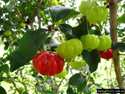 The surinam cherry used to be a common hedge plant in florida, often just called cherry hedge. when i was a kid, our neighbors had a cherry hedge across the front of their porch and we would. Brazilian Cherry Eugenia Uniflora Is An Evergreen Fruit Tree