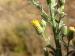 Image result for Laggera