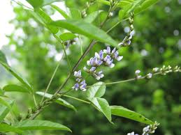 Image result for Psoralea glabra