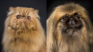 Bildresultat för cat and dog