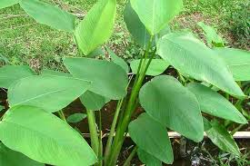 Image result for Thalia geniculata