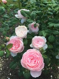 Il mesure 1,25 m de haut pour 1,90 cm de large. Photo Of The Bloom Of Rose Rosa Queen Of Sweden Posted By Bmyoung Garden Org