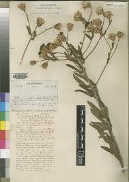 Image result for Senecio strictifolius