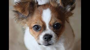 Maybe you would like to learn more about one of these? Shih Tzu Chihuahua Perfect Shichi Puppy Willow 5 Months Youtube