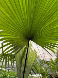 Image result for Eulophia elegans