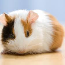 We have many guinea pigs. 72 Cute And Funny Guinea Pig Names Pethelpful