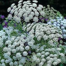 Graceland Laceflower Elegant Large Flat Pure White Flower Annual Flowers Plants Flower Seeds
