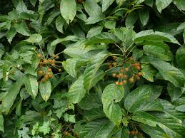 Image result for Lindackeria bukobensis