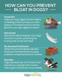 Preventing Bloat In Dogs Medication For Dogs Dog Nutrition Dogs