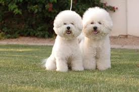 A Lapful Of Charm In A Cotton Ball Cloud Of Curly White Hair The Bichon Frise Is One Of The Sweetest And Bichon Frise Dogs Quiet Dog Breeds Bichon Frise Puppy