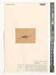 Image result for Solenangis conica