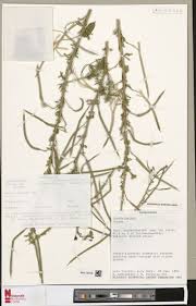 Image result for Pseudocalyx saccatus