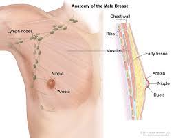 Men with breast cancer also often need surgery to take out lymph nodes that might have cancer in the feeling very tired (fatigue). Breast Cancer In Men Cdc