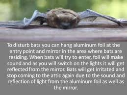Squirrels may just get used to the smell. How To Scare Bats Away Youtube
