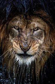Funny Wildlife Musts Thousand Yard Stare C Eric Esterle Scary Animals Animals Animals Beautiful