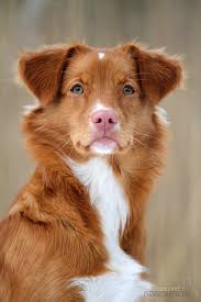 Der nova scotia duck tolling retriever ist eine geeignete rasse für erfahrene hundeführer oder anfänger, die bereit sind, sich mit der rasse auseinanderzusetzen und dem hund ein adäquates umfeld mit entsprechender beschäftigung zu bieten, beispielsweise mit agility oder dummyarbeit. Nova Scotia Duck Tolling Retriever Der Tierblog