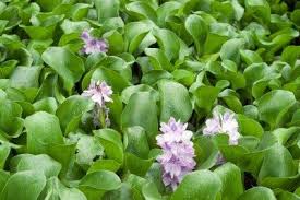 Maybe you would like to learn more about one of these? Managing Water Hyacinths How To Control Water Hyacinth In Ponds