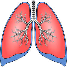 How Covid 19 Affects Your Lungs Edward Elmhurst Health