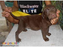 White labrador puppies for sale philippines. Quality Xl Choco Labrador Pups Imported Lines