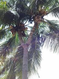 Pokok kelapa these pictures of this page are about:gambar daun kelapa. Waktu Solat Malaysia Waktu Solat Dot Net