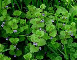 We did not find results for: Wksu News Here S Why You Should Eat Your Weeds