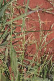 Image result for Steinchisma