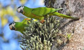 A partir de 15 de julho, cumprindo as recomendações dos órgãos competentes e. Maracana Pequena Diopsittaca Nobilis Wikiaves A Enciclopedia Das Aves Do Brasil