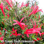 Image result for Aeollanthus ukamensis