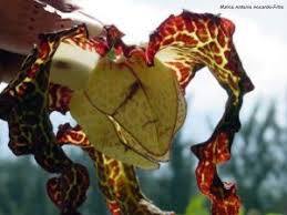 Image result for Monodora junodii