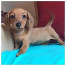 Find the perfect puppy for sale in alabama at next day pets. Dachshund Puppies For Sale Alabama