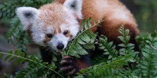 Red Panda Smithsonian S National Zoo