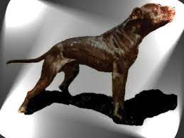 We did not find results for: 10 Lovers For The Real American Pitbull Terriors Ideas American Pitbull American Pitbull Terrier Pitbull Terrier