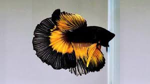 Betta fish are easy to keep and they can be kept in less space then a traditional tank takes up. 10 Most Beautiful Betta Fish In The World Youtube