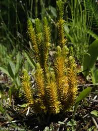 Image result for Huperzia bampsiana