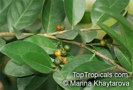 Image result for Suregada