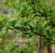 Image result for Vigna pygmaea