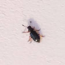What Are Those Black Flying Beetles I