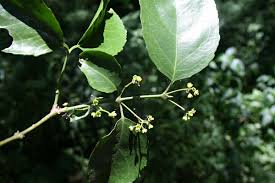 Image result for Hippocratea