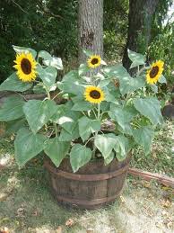 Why Not Garden Containers Sunflower Garden