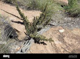 Image result for Myrothamnus flabellifolius